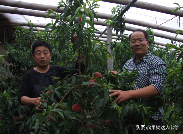 大棚栽培桃树模式都有啥，适合你的有哪些