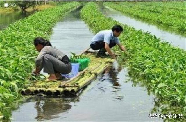 养鱼不换水、种菜不用肥“鱼菜共生”综合种养技术