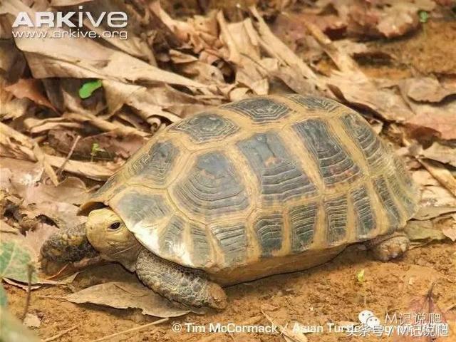 缅甸陆龟真的适合新手饲养吗？