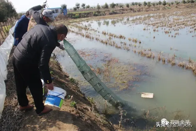 金湖龙虾养殖基地图片(金湖县塘口小龙虾苗上市啦)