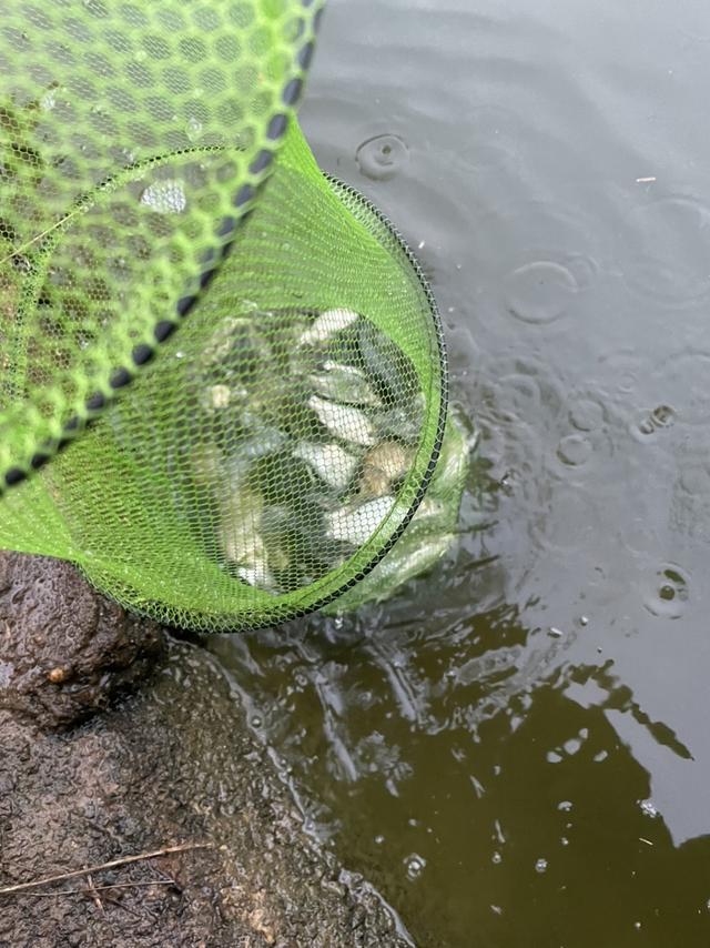 红色荷包鲤开启了爆护的大门，青草不甘落后前来报道