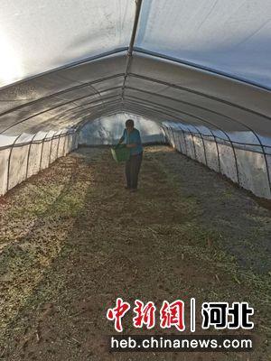 石家庄平山县：小蚂蚱“蹦”出致富路