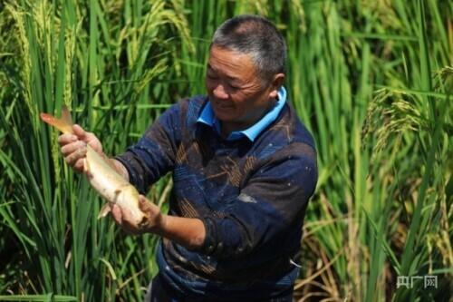 贵州黎平：万亩稻田鱼迎来丰收季