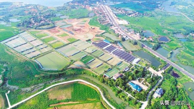 京山这个田园生态农场，饲养着12万只野生原种龟