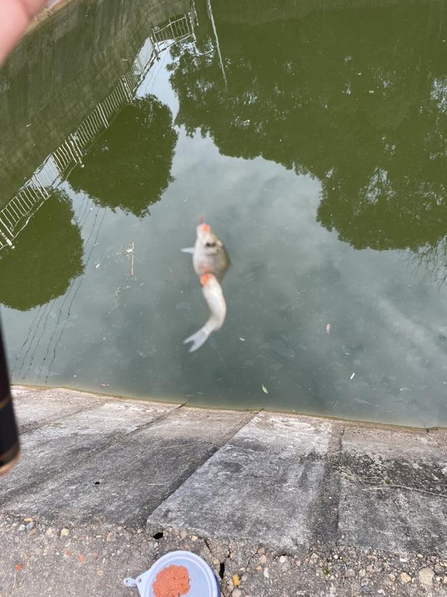 红色荷包鲤开启了爆护的大门，青草不甘落后前来报道