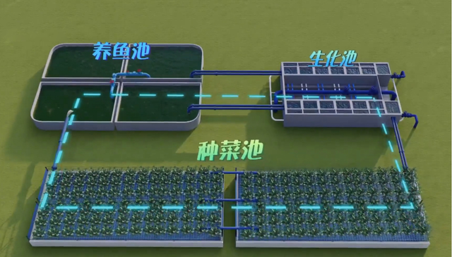 美国鱼菜共生农场，年入6000万！或成我国乡村振兴的新突破口？
