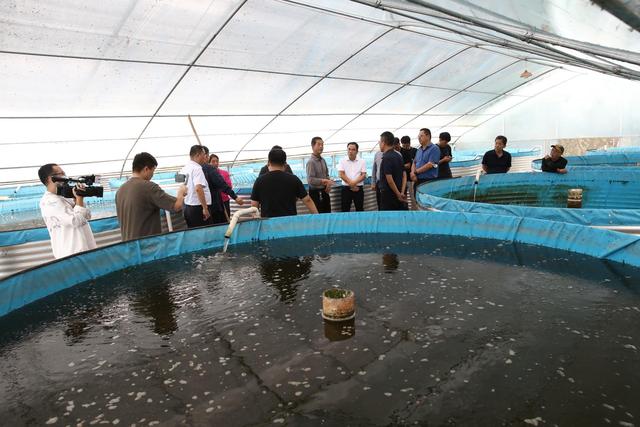 鱼净水 水养鱼 循环水养殖好模式