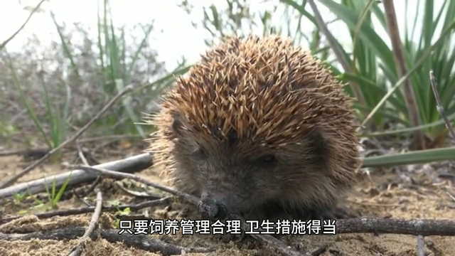 人工养殖刺猥，经济效益高大，发展前途的致富新路