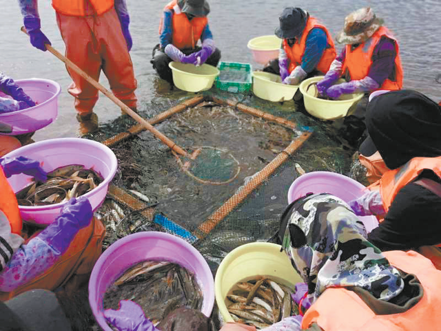 科技，托起湟鱼重生路——青海湖封湖育鱼系列报道之一