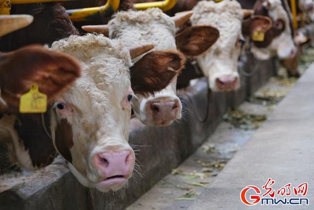 肉牛养殖基地成唐家坝村“聚宝盆”