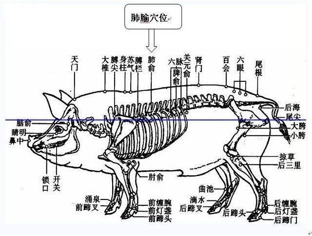 猪也有穴位？在哪里你都知道吗