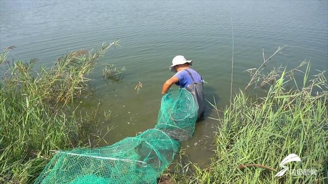 水里捞“金”！武城县：400亩南美白对虾上市 盐碱地变“致富田”