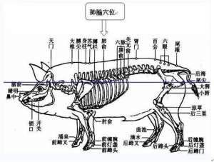 母猪定位栏里养殖视频(猪也有穴位？在哪里你都知道吗)