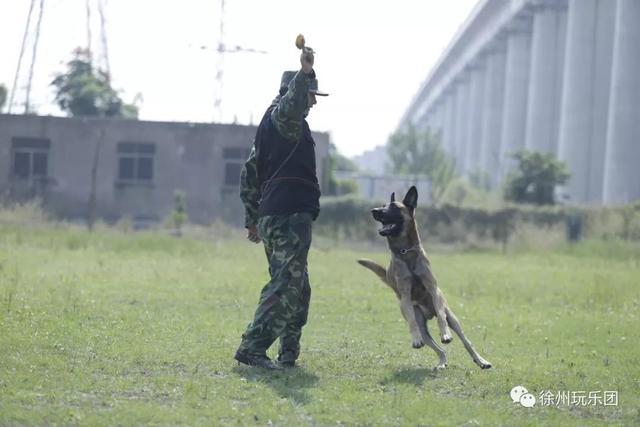 萌狗都开始上“辅导班”了！徐州这个狗狗“辅导班”每周日免费上