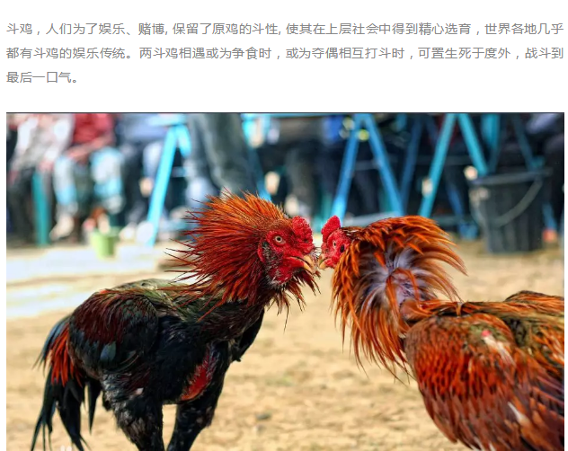 一只鸡卖出21万人民币的高价！这只拥有缅泰血统的鸡很神奇