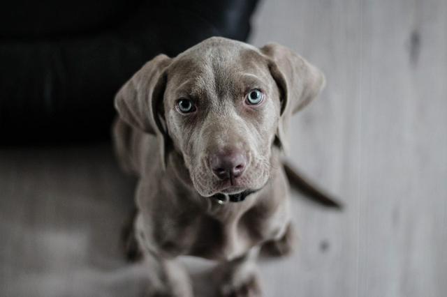 饲养一只大型犬的第一课，给它训练的时间和方法，唤回训练是重点