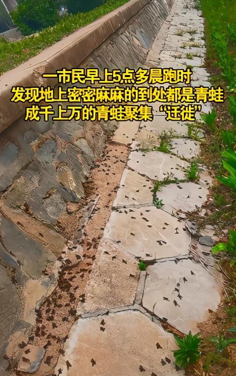 承德2天2次地震，地震前青蛙大规模聚集，这是地震前兆吗？