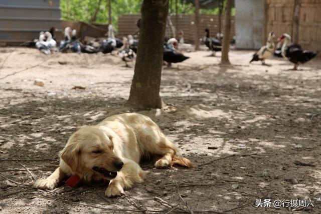 400买条金毛犬养在雁群，宠物成高级帮工万元不卖，看有啥本事