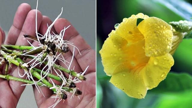 夏秋季节开金黄色花朵的黄蝉花，养成盆栽很容易打理，却少有人养