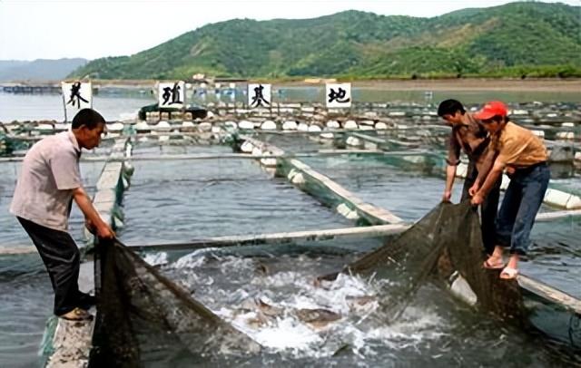 人工饲养虹鳟：水库网箱密度，对于虹鳟福利及生理状况有何影响？