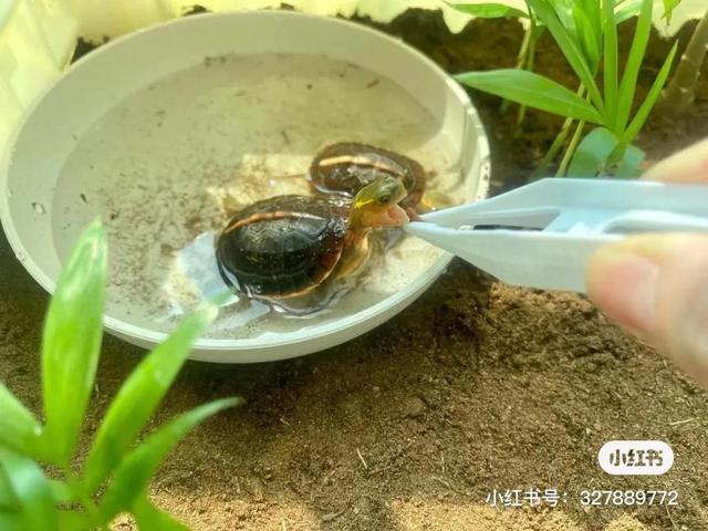 新手如何养好黄缘龟