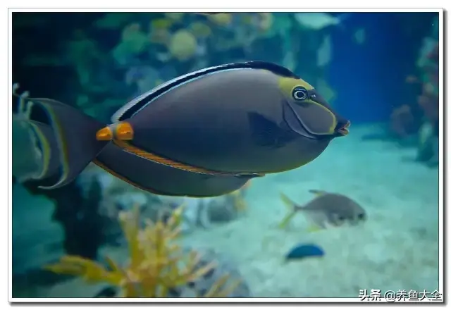 海水鱼的饲养知识，你了解吗？