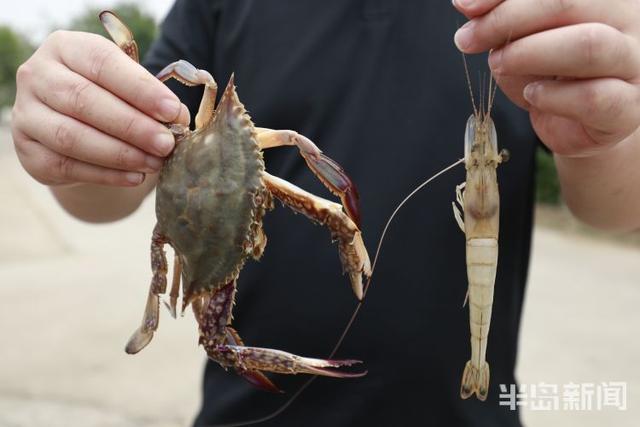 开海寻鲜记②｜海水养殖，青岛秘笈“惊动”农业农村部