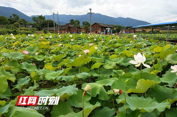 江华排楼村：荷螺共生 效益倍增