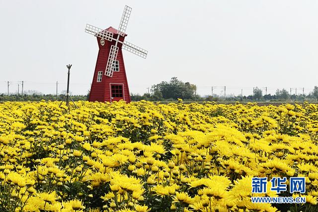 乡村振兴在行动丨安徽太和：多彩产业勾勒乡村振兴新画卷