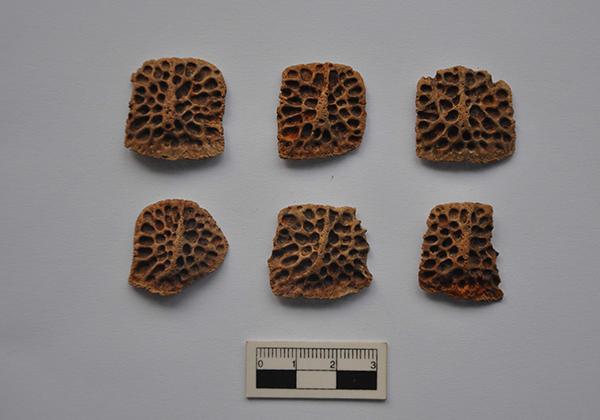 陕西镐京遗址发掘出鳄鱼骨板 专家：西安远古时代或有野生鳄鱼出没