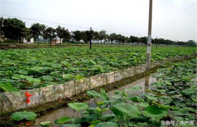 泥鳅养殖成本和利润分析！现在养殖泥鳅有哪些模式