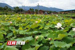 永州田螺养殖(江华排楼村：荷螺共生 效益倍增)