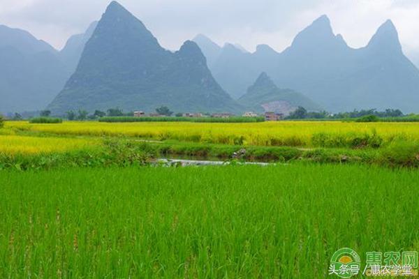 北方地区可以种养结合吗？需注意什么？（附稻田养泥鳅管理技巧）