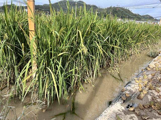 浙江淳安：“巨型稻”下养青蛙“一地三收”落稳“两袋”