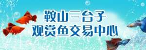 鞍山孔雀鱼养殖厂(「云展厅」总经理石全成带你逛鞍山三台子观赏鱼交易中心（一）)