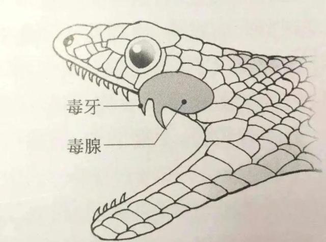 蛇会不会报复人？养了1万条五步蛇的“毒蛇养殖大王”告诉你答案