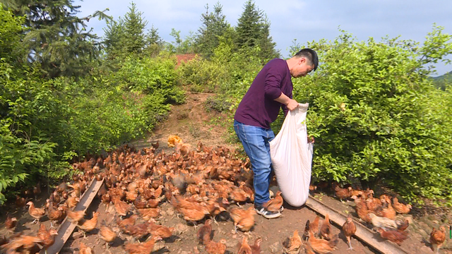 “飞鸡哥”郑普雄：开荒山养土鸡，鸡能斗鹰抓蛇，年赚1000万