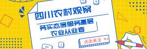 四川适合养殖豪猪吗(「宜宾」转型：豪猪不能养了 生猪或是好选择)