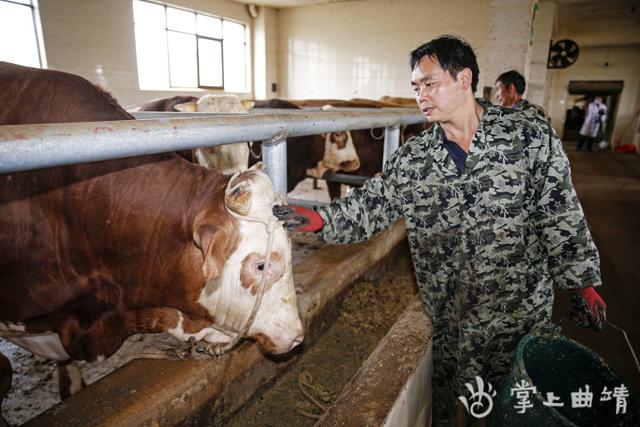 师宗：肉牛养殖“牛劲足”