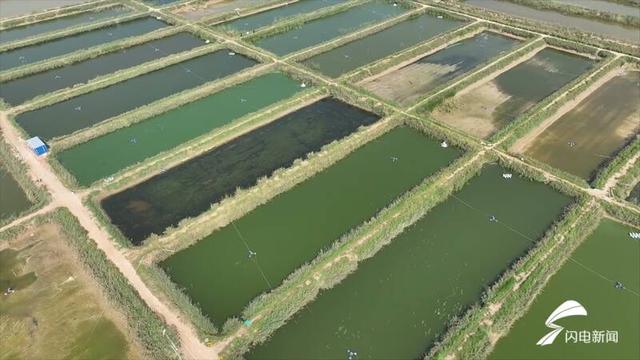 水里捞“金”！武城县：400亩南美白对虾上市 盐碱地变“致富田”