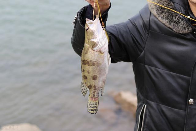 四大名鱼中的松花江鳜产量不足万吨，鳜鱼“南迁”，究竟为何？