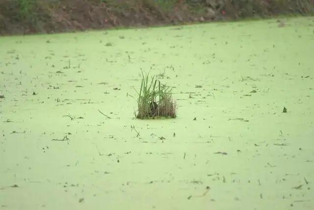 水田中央有窝蛋！浙江一群大男人接力守护20多天，惊喜来了