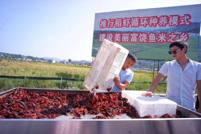 冬天也能嗦虾？宜宾兴文“反季节”小龙虾助农增收