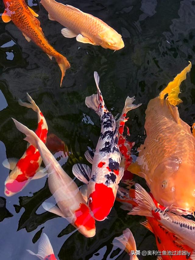 春暖花开，锦鲤鱼池该怎样养护，你准备好了吗？