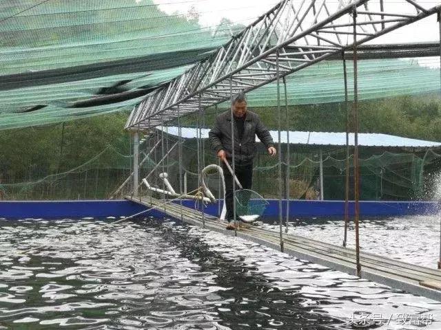 这种鱼怕惊吓，一个响雷就会一命呜呼 但肉质鲜美，味道胜鲈鱼