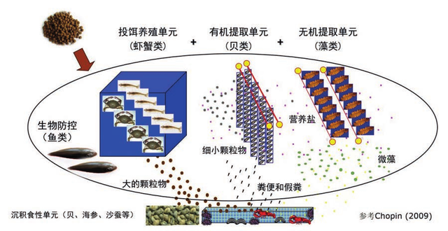 现代化海水养殖模式——多营养层次综合养殖