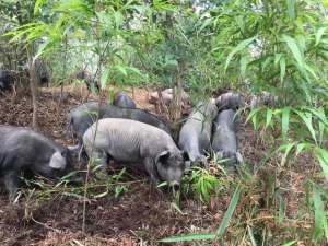 贵州生猪养殖基地(好山好水养好猪——贵州二表哥生态农业公司构建凉都黑土猪“亿元产业链”)