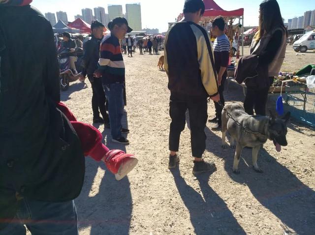 狗市：包工头带狼青犬狗市出售，报价600元不愿少！