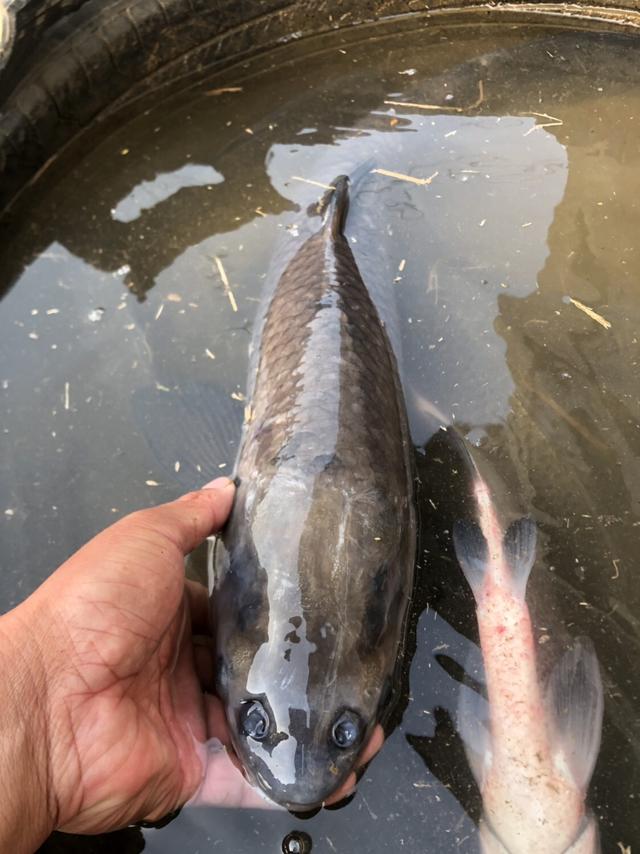 养殖塘里好鱼情，鲫草鳊鲤螺蛳青