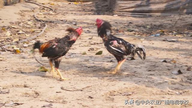 【田间示范秀】从擂台走向餐桌的斗鸡